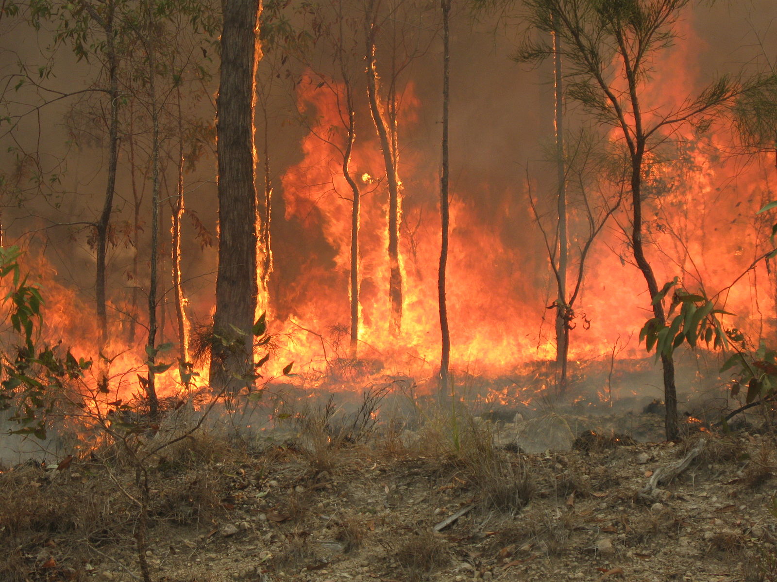 HOAX: Za austrálske lesné požiare môžu ekológovia